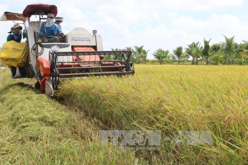 Năng suất lúa Đồng bằng sông Cửu Long đạt gần 63 tạ/ha 